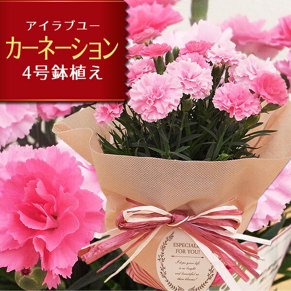 【2025年5/6から5/11お届け】母の日 カーネーション アイラブユー 4号サイズ ピンク 鉢花 鉢植え 母の日プレゼント ギフト 一部地域 送料無料 ピンクでも花色の変化が楽しめる 2025年
