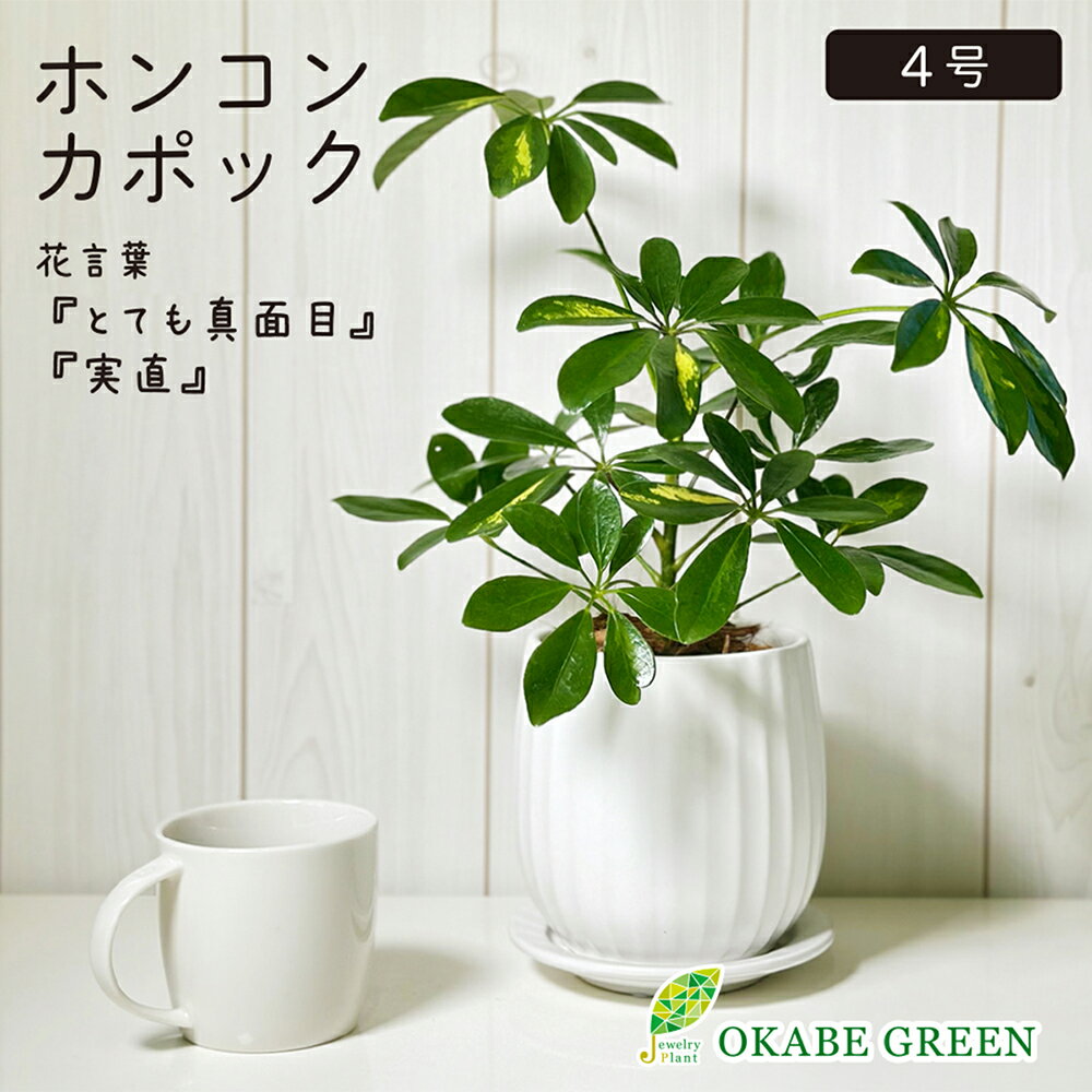 【マラソンお得クーポン配布中】 観葉植物 小さい シェフレラ ホンコンカポック 斑入り 4号 白陶器鉢 ラッピング無料 ソーサー付 ベラボン付 ヤドリフカノキ おしゃれ 鉢植え お祝い 誕生日 母の日 ギフト プレゼント インテリア 送料無料