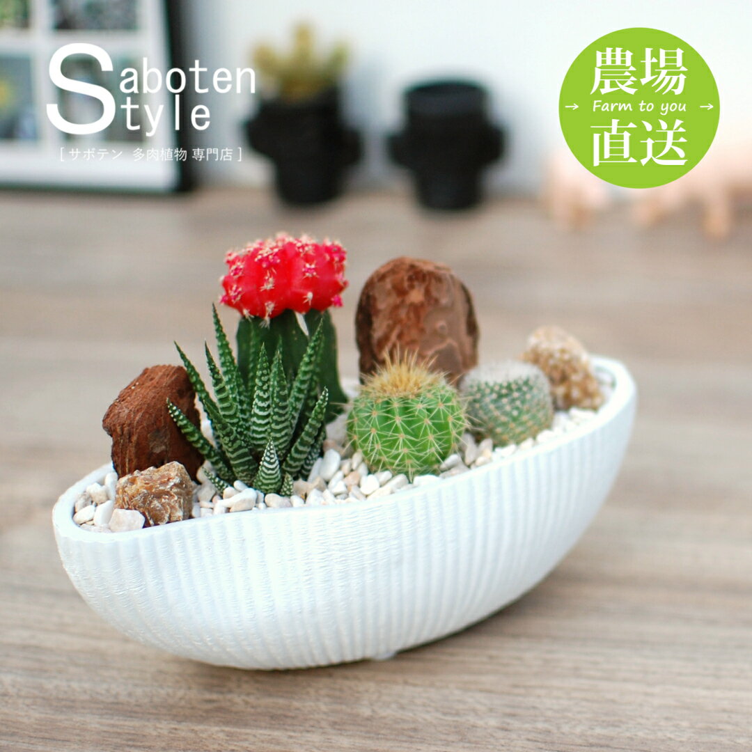 【サボテン 多肉植物　4種類　寄せ植え（緋牡丹入り）/ 舟形POT　S】/ ホワイトデー お祝い プレゼント ギフト 卒業 退職 癒し 寄せ植え アレンジ ミニサボテン 観葉植物 かわいい おしゃれ 結婚 母の日 父の日 クリスマス バレンタイン 後藤サボテン 春日井/