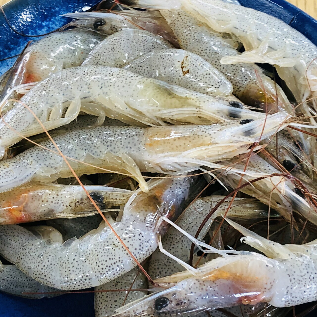 芝エビ 【送料無料】有明海産　芝えび　1kg　冷凍発送　※加熱してお召し上がりください　【smtb-ms】